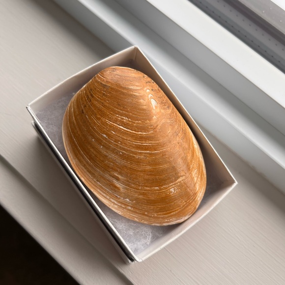 Other - Fossilized Seashell or clam shell type - for the nature collector